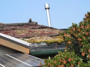 屋根も緑化。多肉植物を植えてあるので、水やりは自然のままでOK。