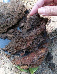 踏み固められた土。鉄分の含む部分が還元されて黒くなっているのだそう。